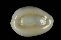 藏品(環礁寶螺)的圖片